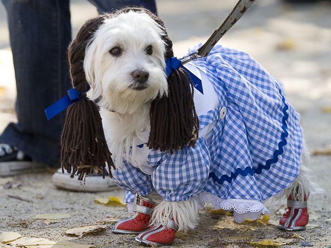 dog in dress - Dc Parade